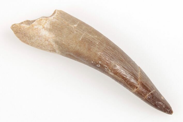 Fossil Plesiosaur (Zarafasaura) Tooth - Morocco #202001